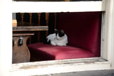 DSC_2478 (Large).JPG